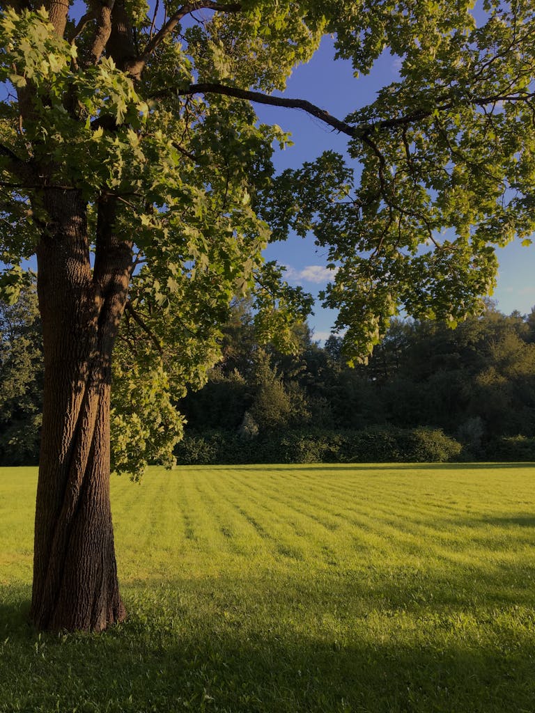 Beautiful green park with a tree in St. Petersburg, Russia during a sunny day, perfect for nature enthusiasts.
